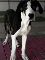 Blanche , a female Great Dane for sale in Reading, PA – Photo 1 of 2