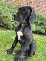 Akoye, a female Great Dane for sale in Reading, PA – 4 of 4