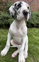 Ava, a female Great Dane for sale in Reading, PA – 2 of 3