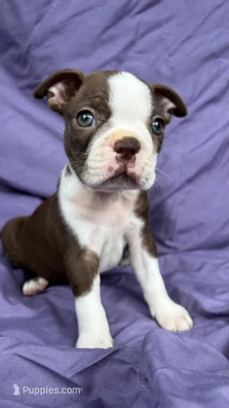 Hazel, a female Boston Terrier for sale in Reading, PA – Photo 1 of 2