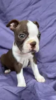 Hazel, a female Boston Terrier for sale in Reading, PA – Photo 2 of 2
