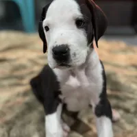 Phantom, a male Great Dane for sale in Reading, PA – Photo 3 of 4