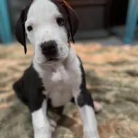 Phantom, a male Great Dane for sale in Reading, PA – Photo 2 of 4