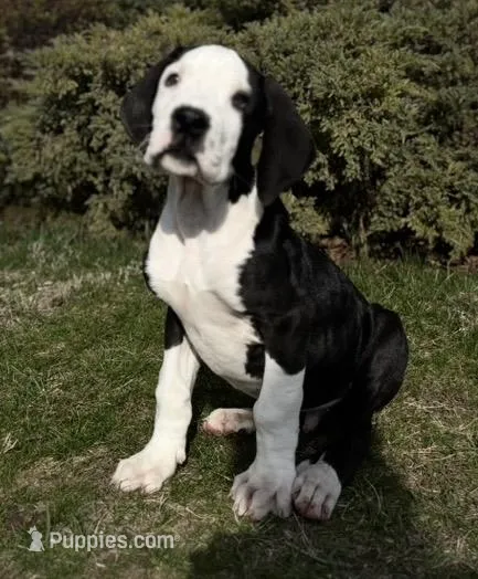 Phantom – Great Dane puppy for sale in Reading, PA