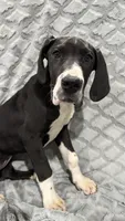 Katniss, a female Great Dane for sale in Reading, PA – Photo 2 of 2