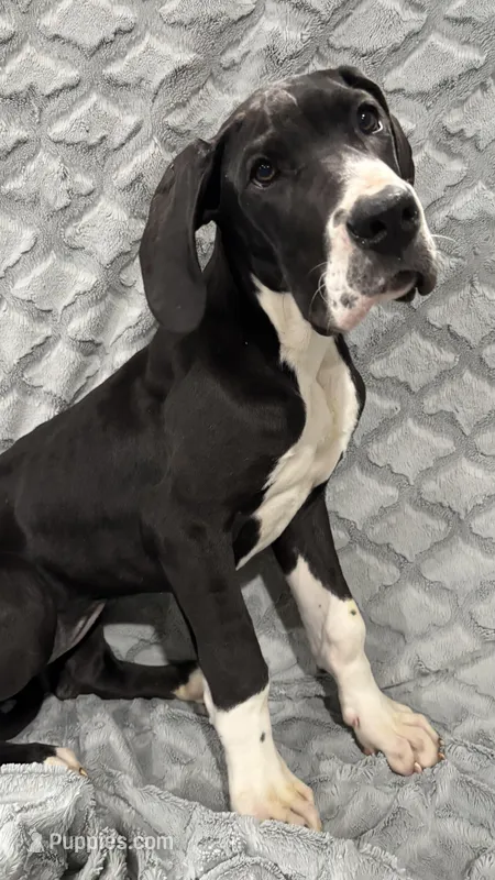 Katniss – Great Dane puppy for sale in Reading, PA