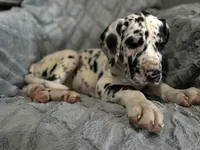 Domino, a female Great Dane for sale in Reading, PA – Photo 3 of 3