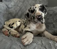 Domino, a female Great Dane for sale in Reading, PA – Photo 2 of 3