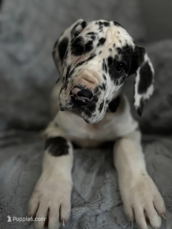 Domino – Great Dane puppy for sale in Reading, PA