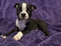 Roosevelt, a male Boston Terrier for sale in Reading, PA – 2 of 3
