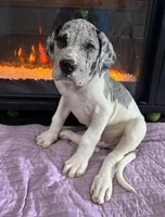 Kronk, a male Great Dane for sale in Reading, PA – Photo 1 of 2