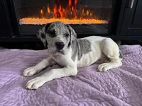 Kronk, a male Great Dane for sale in Reading, PA – Photo 2 of 2
