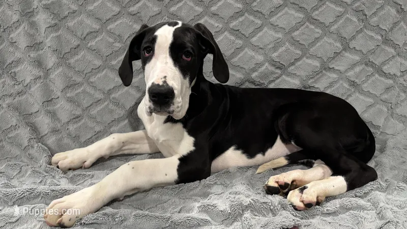 Blanche, a female Great Dane for sale in Reading, PA – Photo 1 of 1