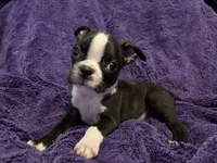 Roosevelt, a male Boston Terrier for sale in Reading, PA – 3 of 3