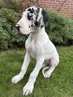 Ava, a female Great Dane for sale in Reading, PA – 3 of 3