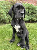 Akoye, a female Great Dane for sale in Reading, PA – 2 of 4
