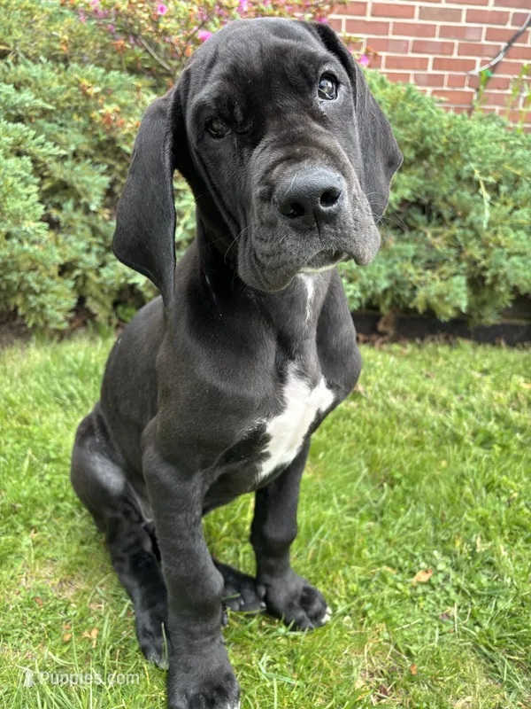Akoye – Great Dane puppy for sale in Reading, PA