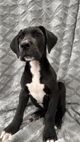 Louie, a male Great Dane for sale in Reading, PA – Photo 2 of 3