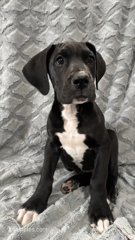 Louie – Great Dane puppy for sale in Reading, PA