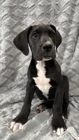 Louie, a male Great Dane for sale in Reading, PA – Photo 1 of 3