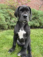 Akoye, a female Great Dane for sale in Reading, PA – 3 of 4