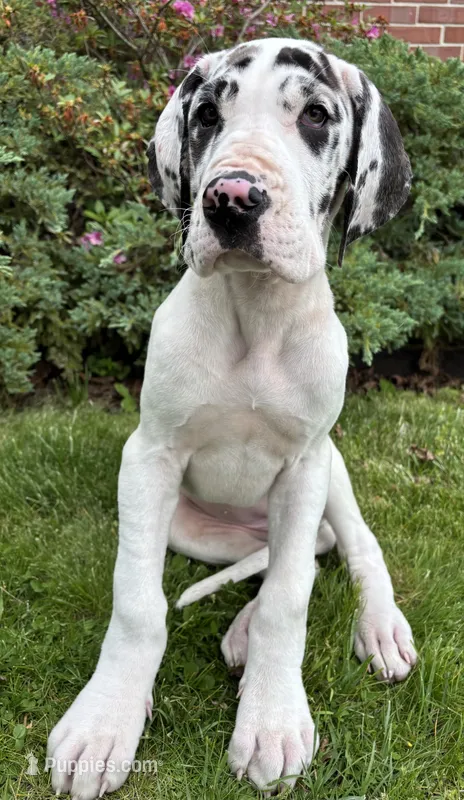 Ava – Great Dane puppy for sale in Reading, PA