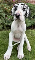 Ava, a female Great Dane for sale in Reading, PA – 1 of 3