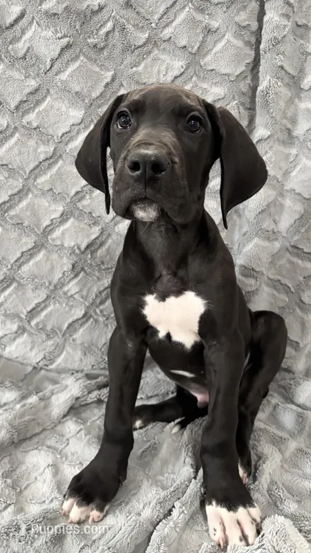 Bageerha, a male Great Dane for sale in Reading, PA – Photo 1 of 3