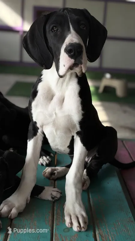 Arwen – Great Dane puppy for sale in Reading, PA