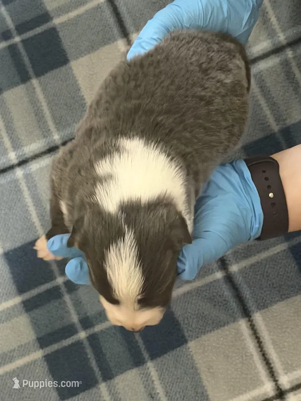 Boy 1 – Border Collie puppy for sale in Bogata, TX