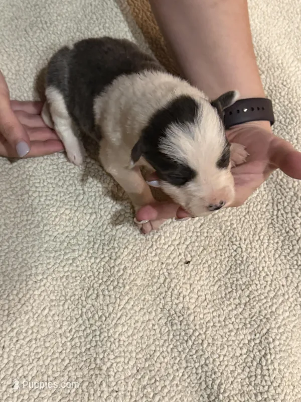 Girl 2 – Border Collie puppy for sale in Bogata, TX