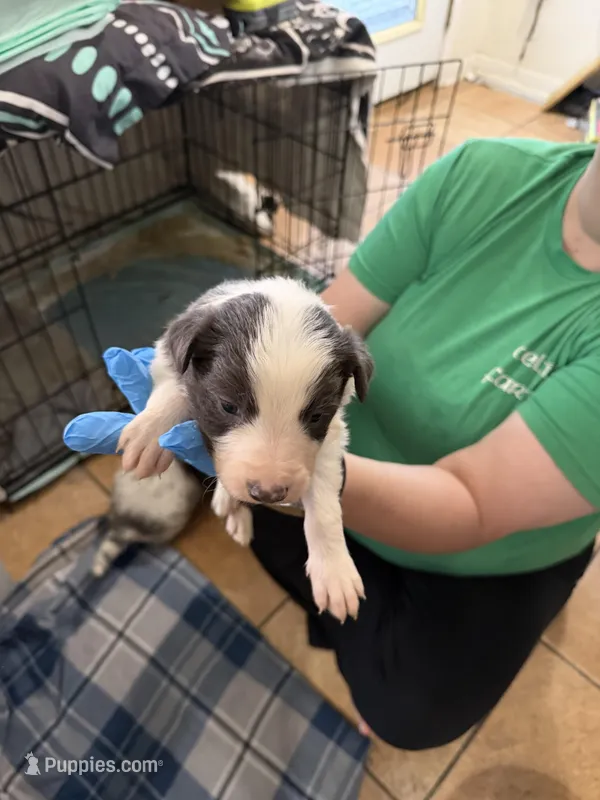 Blue/white  – Border Collie puppy for sale in Bogata, TX