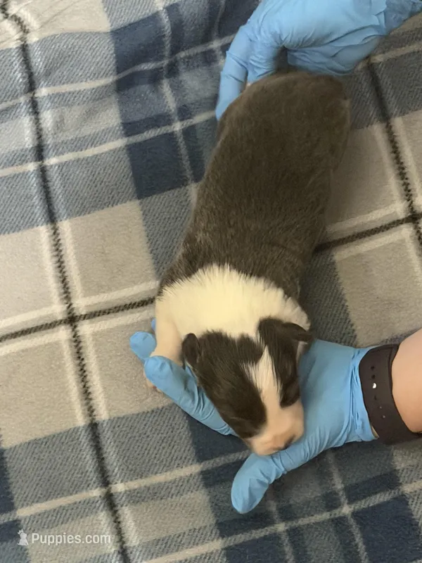 Boy 2 – Border Collie puppy for sale in Bogata, TX