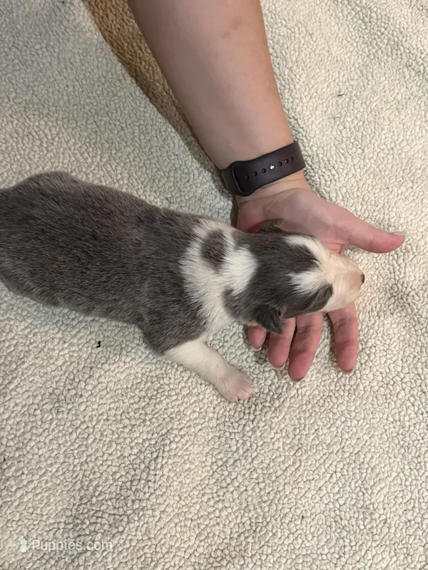 Girl 5 – Border Collie puppy for sale in Bogata, TX