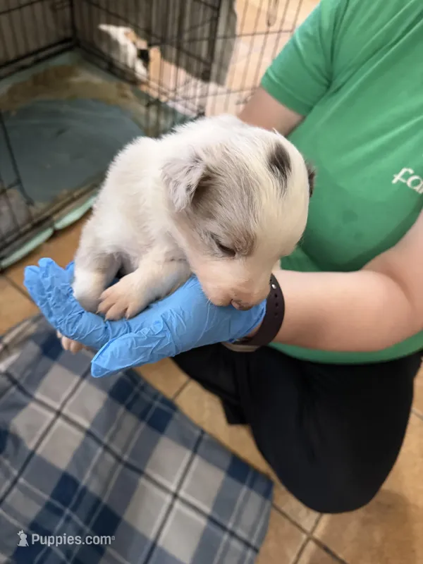 Slate Merle 2 – Border Collie puppy for sale in Bogata, TX