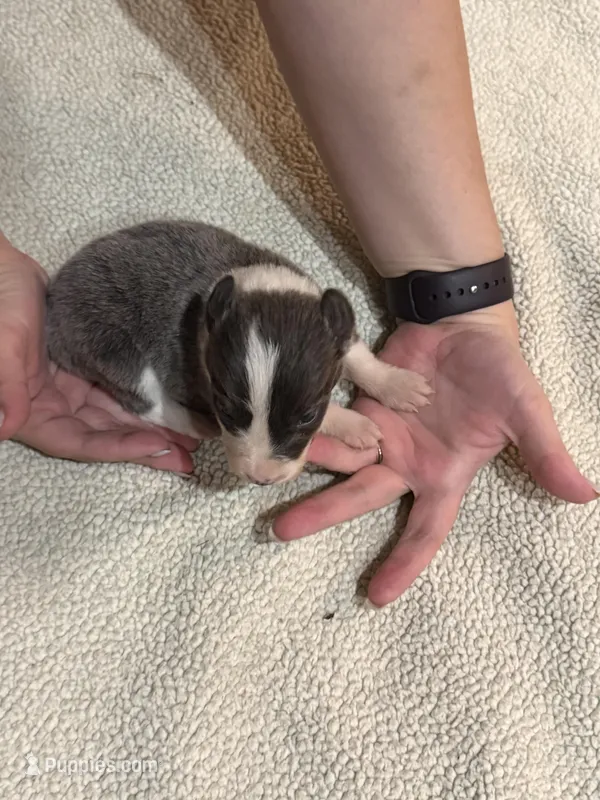 Girl 1 – Border Collie puppy for sale in Bogata, TX