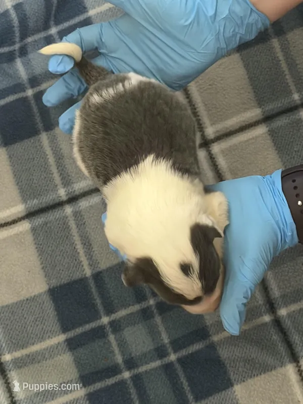 Boy 3 – Border Collie puppy for sale in Bogata, TX