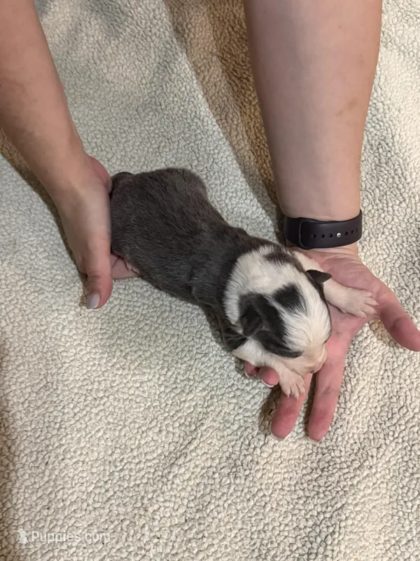 Girl 4 – Border Collie puppy for sale in Bogata, TX