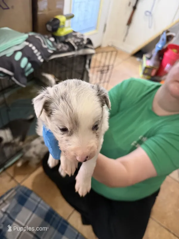 Slate Merle 1 – Border Collie puppy for sale in Bogata, TX