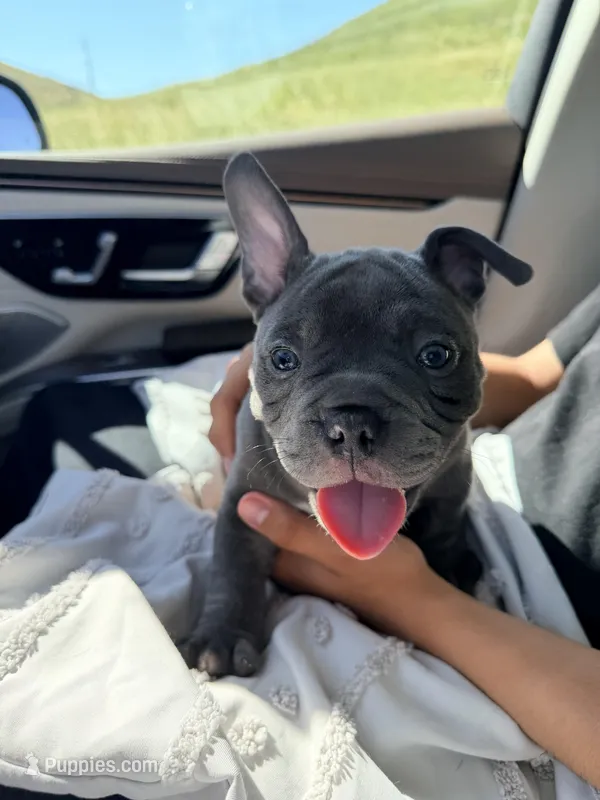 Zilla  – American Bulldog puppy for sale in Hayward, CA