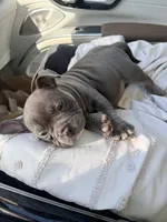 Zilla , a male American Bulldog for sale in Hayward, CA – Photo 3 of 3