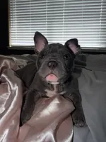 Zilla , a male American Bulldog for sale in Hayward, CA – Photo 2 of 3