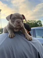 Kong, a male American Bulldog for sale in Hayward, CA – Photo 3 of 4