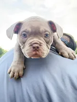 Kong, a male American Bulldog for sale in Hayward, CA – Photo 4 of 4