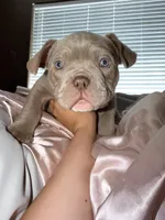 Kong, a male American Bulldog for sale in Hayward, CA – Photo 2 of 4