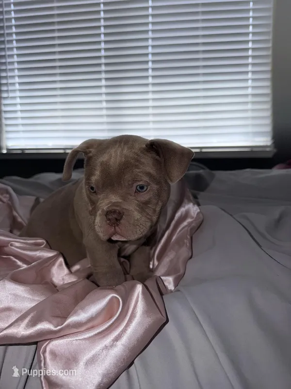 Kong – American Bulldog puppy for sale in Hayward, CA