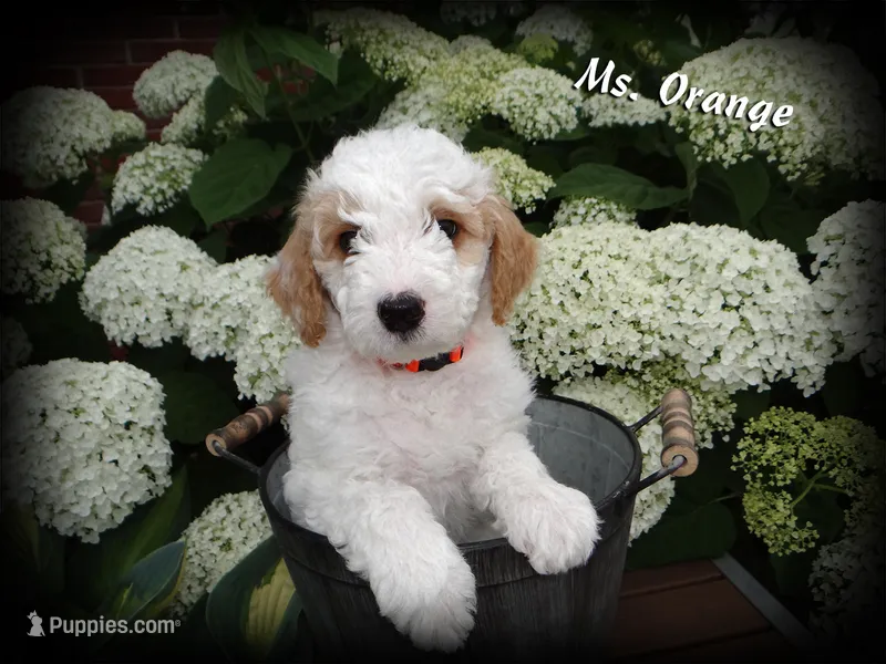 Ms. Orange - F1b Petite English Goldendoodle – English Goldendoodle puppy for sale in Sioux Center, IA