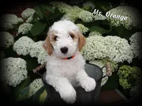 Ms. Orange - F1b Petite English Goldendoodle, a female English Goldendoodle for sale in Sioux Center, IA – 1 of 1