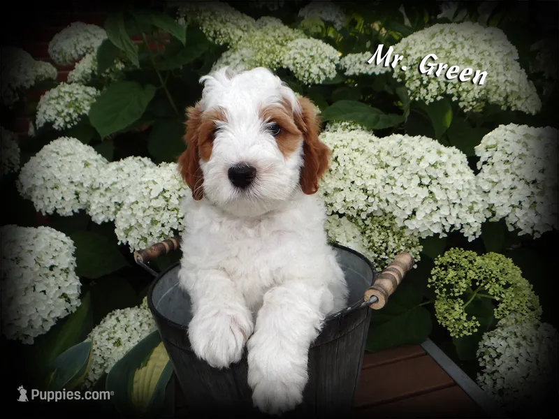 Mr. Green - F1b Petite English Goldendoodle – English Goldendoodle puppy for sale in Sioux Center, IA