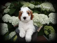 Mr. Green - F1b Petite English Goldendoodle, a female English Goldendoodle for sale in Sioux Center, IA – 1 of 1
